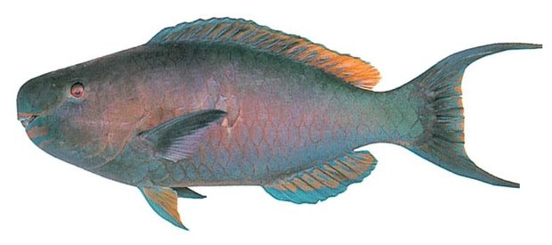 Redlip parrotfish (Scarus rubrioviolaceus) — Guam food fish