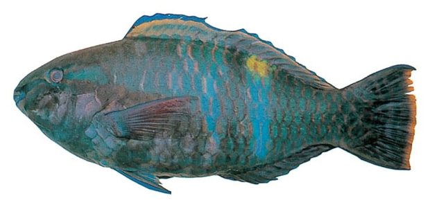 Yellowband parrotfish (Scarus schlegeli) — Guam food fish