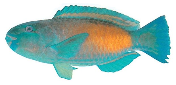 Bullethead parrotfish (Chlorurus sordidus) — Guam food fish