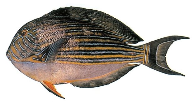 Bluebanded surgeonfish (Acanthurus lineatus) — Guam food fish