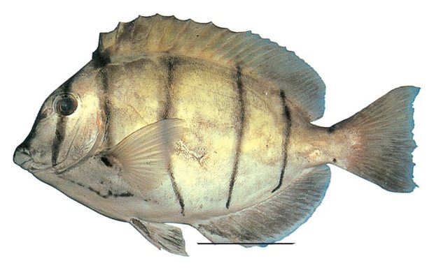 Convict tang (Acanthurus triostegus) — Guam food fish