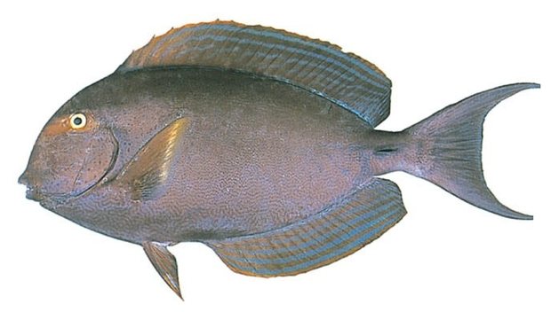 Yellowfin surgeonfish (Acanthurus xanthopterus) — Guam food fish