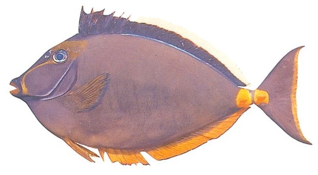 Orangespine unicornfish (Naso lituratus) — Guam food fish