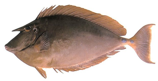 Bluespine unicornfish (Naso unicornis) — Guam food fish