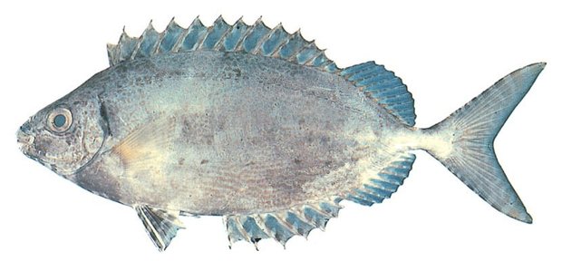 Forktail rabbitfish (Siganus argenteus) — Guam food fish