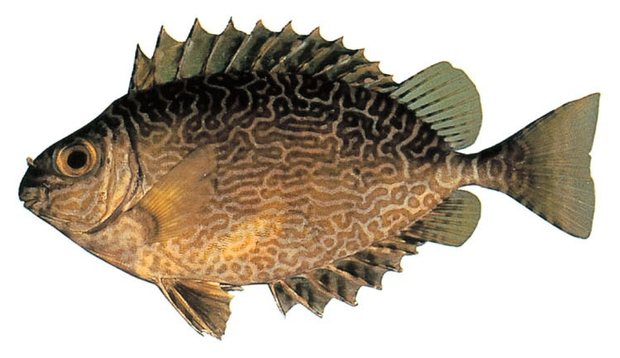 Scribbled rabbitfish (Siganus spinus) — Guam food fish