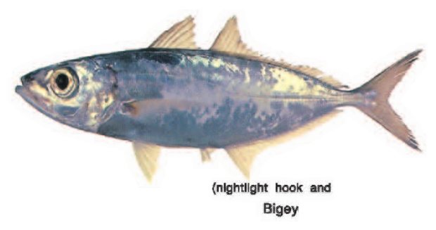 Bigeye scad (Selar crumenophthalmus) — Guam food fish