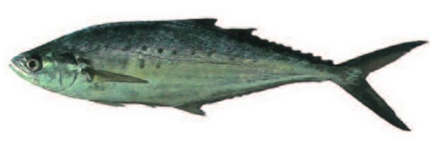 Leatherback (Scomberoides lysan) — Guam food fish