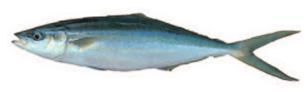 Rainbow runner (Elagatis bipinnulatus) — Guam food fish