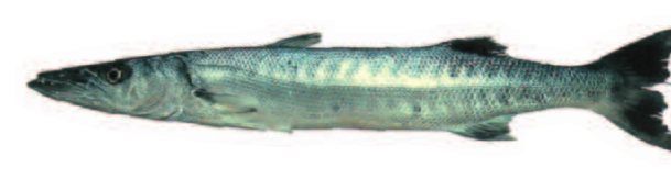 Great barracuda (Sphyraena barracuda) — Guam food fish