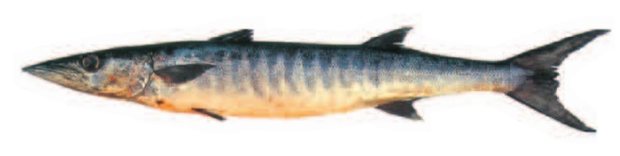 Blackfin barracuda (Sphyraena qenie) — Guam food fish