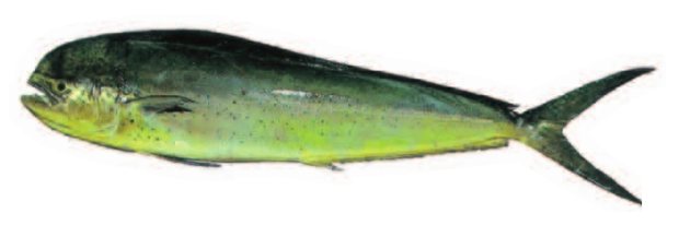 Mahimahi; Dolphinfish (Coryphaena hippurus (female)) — Guam food fish
