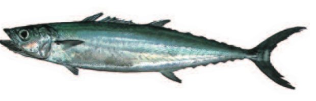 Double-lined mackerel (Grammatorcynus bilineatus) — Guam food fish