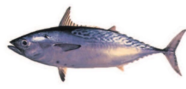 Kawakawa (Euthynnus affinis) — Guam food fish