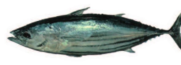 Skipjack tuna (Katsuwonus pelamis) — Guam food fish