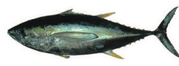 Yellowfin tuna (Thunnus albacares) — Guam food fish