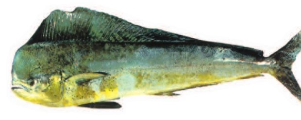Mahimahi; Dolphinfish (Coryphaena hippurus (male)) — Guam food fish