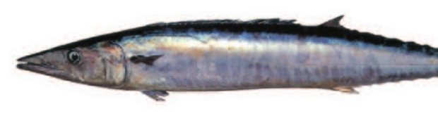 Wahoo (Acanthocybium solandri) — Guam food fish