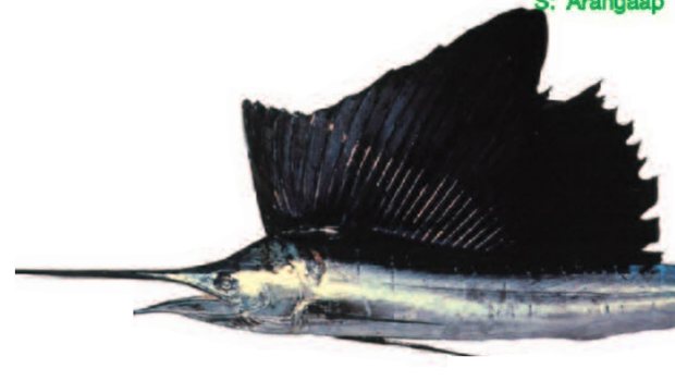 Sailfish (Istiophorus platypterus) — Guam food fish