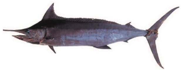 Pacific blue marlin (Makaira mazara) — Guam food fish