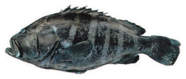 Eight-banded grouper (Epinephelus octofasciatus) — Guam food fish