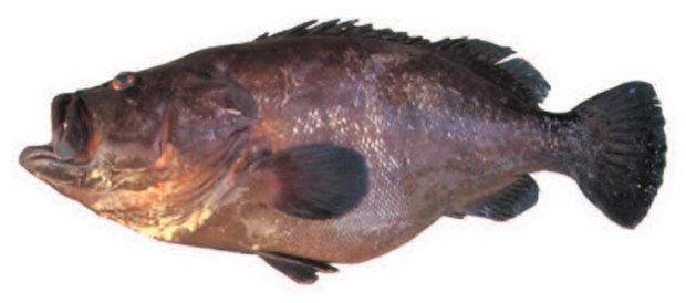 Eight-banded grouper (Epinephelus octofasciatus) — Guam food fish