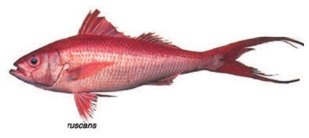 Onaga (Etelis coruscans) — Guam food fish