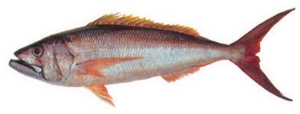 Silvermouth; Lehi (Aphareus rutilans) — Guam food fish