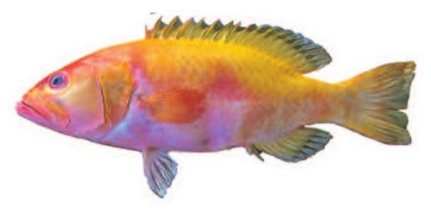 Pink grouper (Saloptia powelli) — Guam food fish