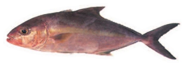 Greater amberjack (Seriola dumerili) — Guam food fish