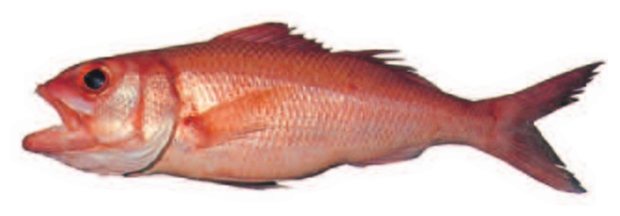 Ehu (Etelis carbunculus) — Guam food fish