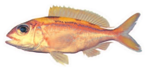 Blueline gindai (Pristipomoides argyrogrammicus) — Guam food fish