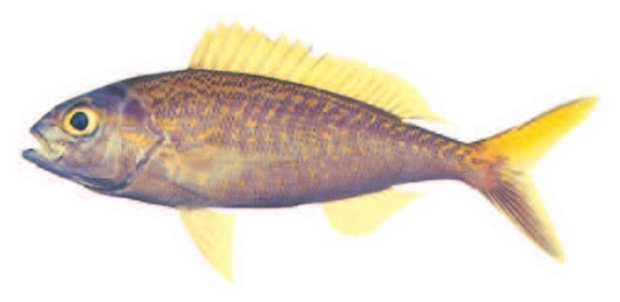 Yellowtail kalikali (Pristipomoides auricilla) — Guam food fish