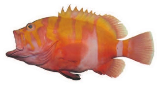 Yellow-banded grouper (Cephalopholis igarashiensis) — Guam food fish