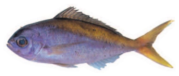 Deepwater bream (Paracaesio xanthurus) — Guam food fish