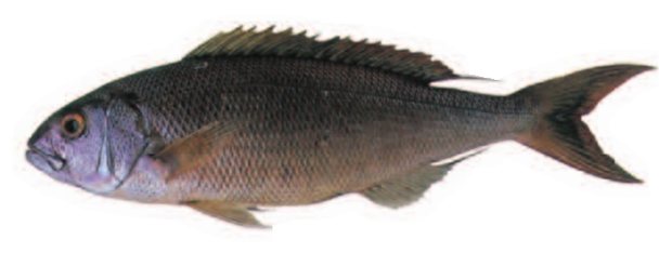 Pink opakapaka (Pristipomoides filamentosus) — Guam food fish