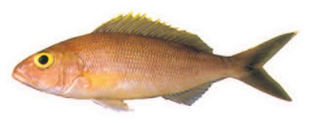 Opakapaka (Pristipomoides flavipinnis) — Guam food fish