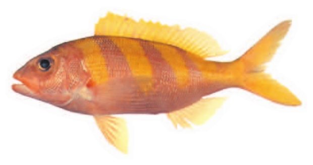 Gindai (Pristipomoides zonatus) — Guam food fish