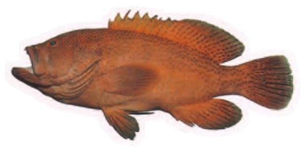 Tomato grouper (Cephalopholis sonnerati) — Guam food fish