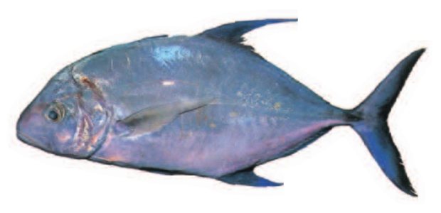 Yellow-spotted trevally (Carangoides orthogrammus) — Guam food fish