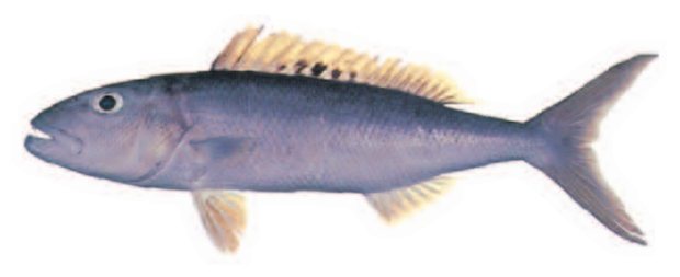 Jobfish; Uku (Aprion virescens) — Guam food fish