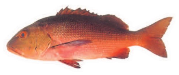 Red snapper (Lutjanus bohar) — Guam food fish