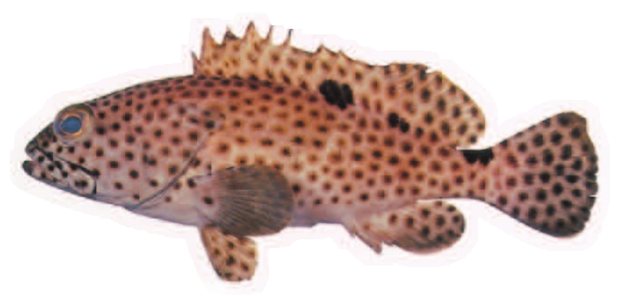 Blacksaddle grouper (Epinephelus howlandi) — Guam food fish