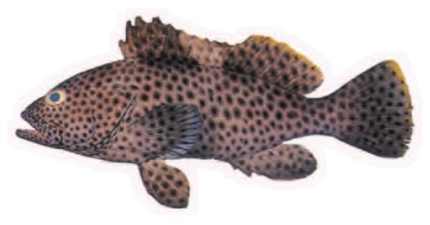 Highfin grouper (Epinephelus maculatus) — Guam food fish