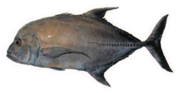 Black jack (Caranx lugubris) — Guam food fish