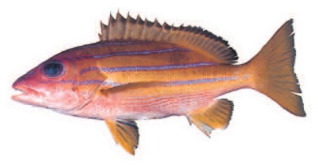 Bluelined snapper (Lutjanus kasmira) — Guam food fish