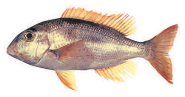 Stout emperor (Gymnocranius sp.) — Guam food fish