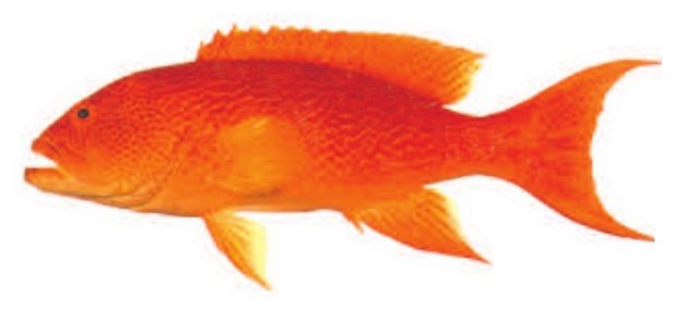 White-margined lyretail grouper (Variola albimarginata) — Guam food fish