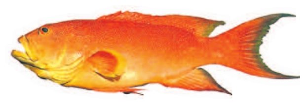 Lyretail grouper (Variola louti) — Guam food fish