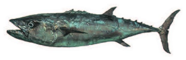 Dogtooth tuna (Gymnosarda unicolor) — Guam food fish